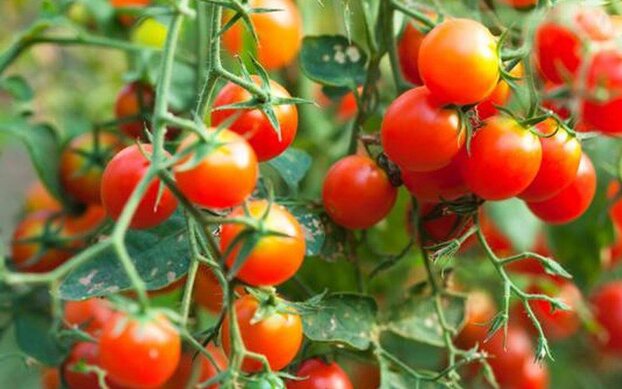 5 'đại kỵ' khi ăn cà chua ảnh hưởng tới sức khỏe