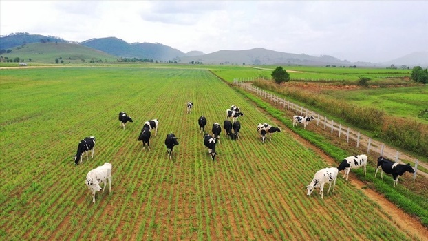 Dự án Tổ hợp trang trại Lao-Jagro có quỹ đất rộng, quy mô khi hoàn thành có thể lên đến 100.000 con