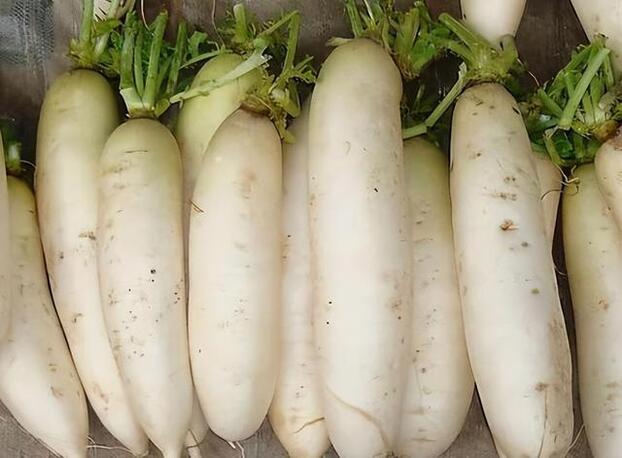 Củ cải trắng có tính mát, được gọi là “nhân sâm mùa đông”.