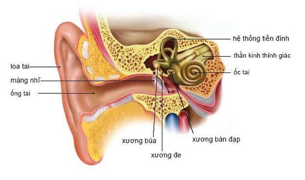 Cấu tạo của hệ thống tiền đình