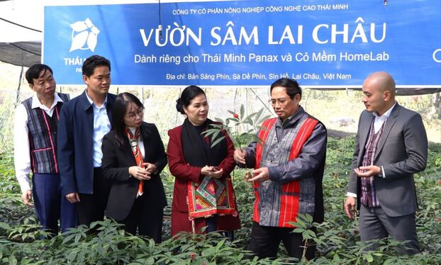 Thủ tướng Phạm Minh Chính cùng lãnh đạo tỉnh Lai Châu thăm vườn sâm Lai Châu của Thái Minh Farm.