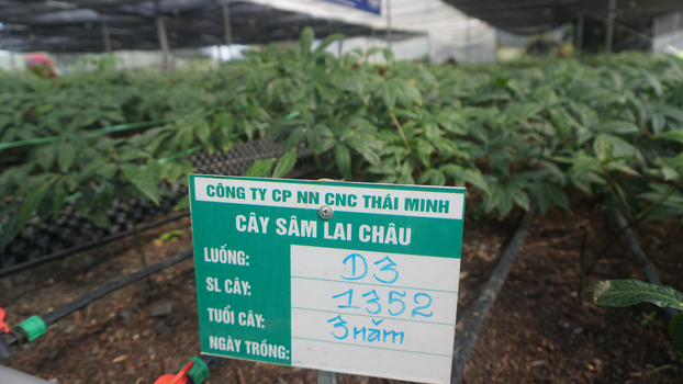 Mô hình trồng sâm Lai Châu theo hướng trồng sâm áp dụng nông nghiệp công nghệ cao.