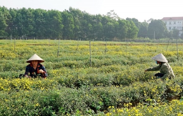 Mô hình trồng cây dược liệu cúc chi tại thị xã Sơn Tây, Hà Nội