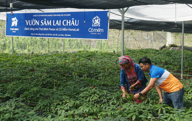 Tỉnh Lai Châu đã triển khai các dự án, đề tài nghiên cứu về sâm Lai Châu.