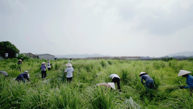 Thu hoạch sả chanh tại thung lũng trong vùng dược liệu của Đại Phú An