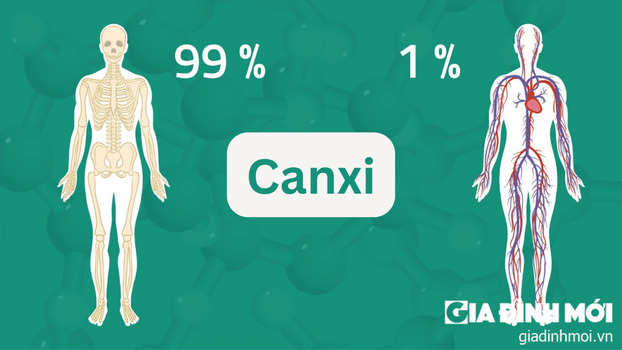 99% lượng canxi tồn tại trong xương, răng, móng và 1% trong máu.