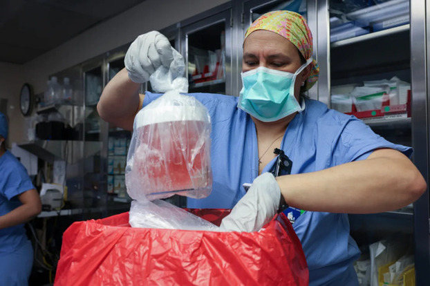 Thận lợn được lấy ra khỏi hộp để chuẩn bị cấy ghép tại Bệnh viện Đa khoa Massachusetts ngày 16/3. Ảnh: Bệnh viện cung cấp