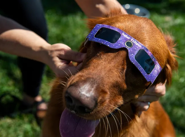 Chú chó Lilly được đeo kính mắt bảo vệ trong nhật thực tại Công viên Switchyard, Bloomington, Indiana (Mỹ). Ảnh: Rich Janzaruk/Herald-Times
