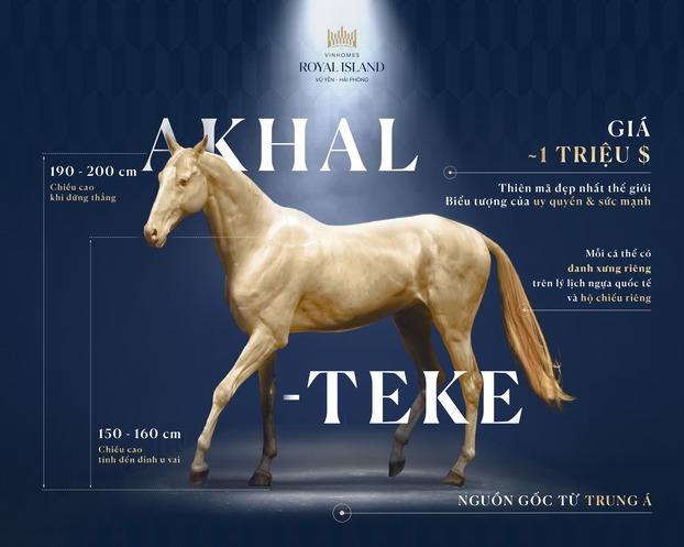 Thỏa mãn đam mê cưỡi ngựa với giống Akhal Teke quý hiếm bậc nhất thế giới, đắt hơn cả những chiếc siêu xe là đặc quyền dành riêng cho cư dân Vinhomes Royal Island 