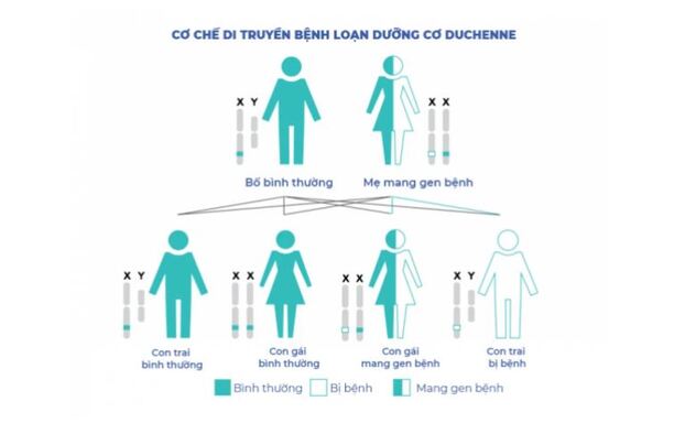 Cơ chế di truyền bệnh loạn dưỡng cơ Duchenne.