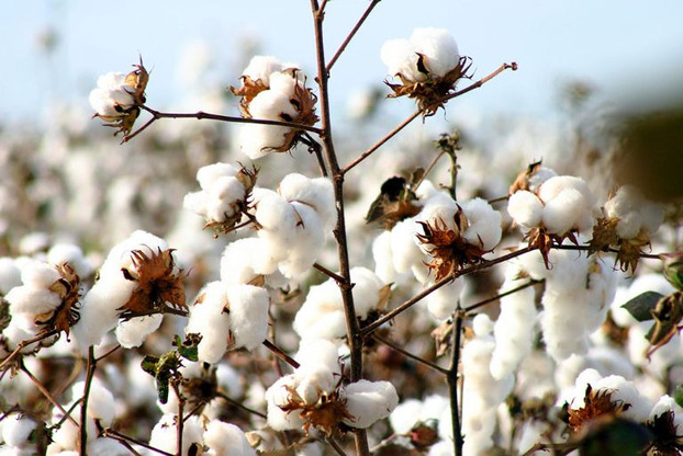 Diana Sensi For Nature sử dụng nguyên liệu có thành phần bông organic cotton, ít tác động đến đất, không khí và giúp tiết kiệm nước và năng lượng trong quá trình trồng