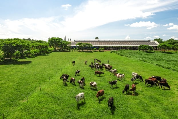 Với định hướng “xanh hóa” sản xuất, các trang trại bò sữa của Vinamilk đang trở thành hạt nhân thúc đẩy tiến trình thực hành nông nghiệp bền vững của cả vùng đất.