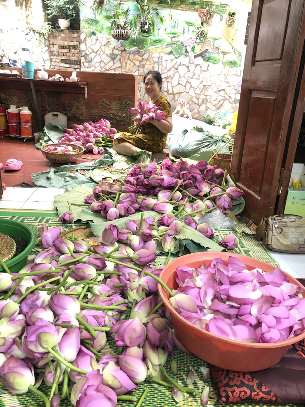 Những bông hoa sen bách diệp được lựa chọn kỹ càng từ sáng sớm ngoài đầm để đem về làm trà