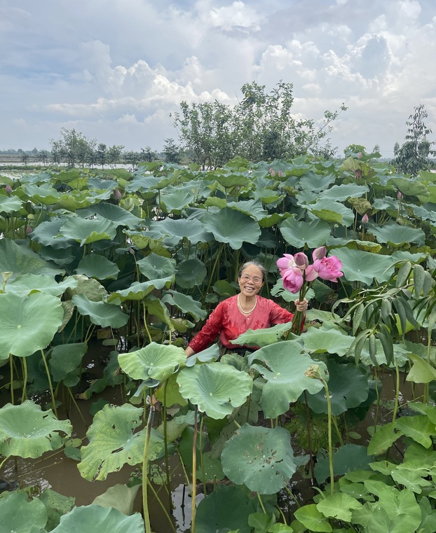 Nghệ nhân Phan Thị Thuận đi khai thác thân sen lấy tơ