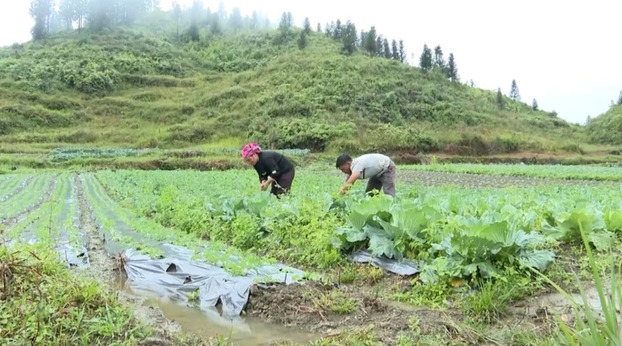 Canh tác rau ôn đới đã góp phần tăng thu nhập, xóa đói giảm nghèo cho người dân đồng bào dân tộc thiểu số