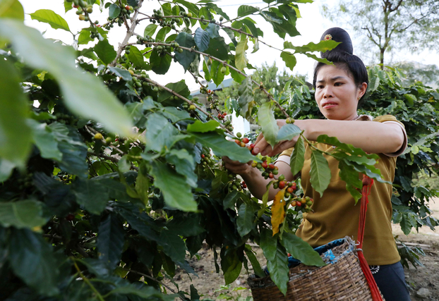 Thành viên nhóm “Cà phê chị em” thu hoạch cà phê tại vườn nhà.