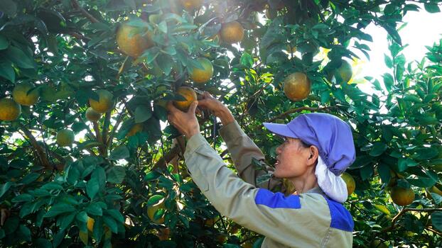 Nhờ ứng dụng công nghệ hiện đại, mỗi công nhân có thể quản lý 7-8 ha diện tích trồng cam