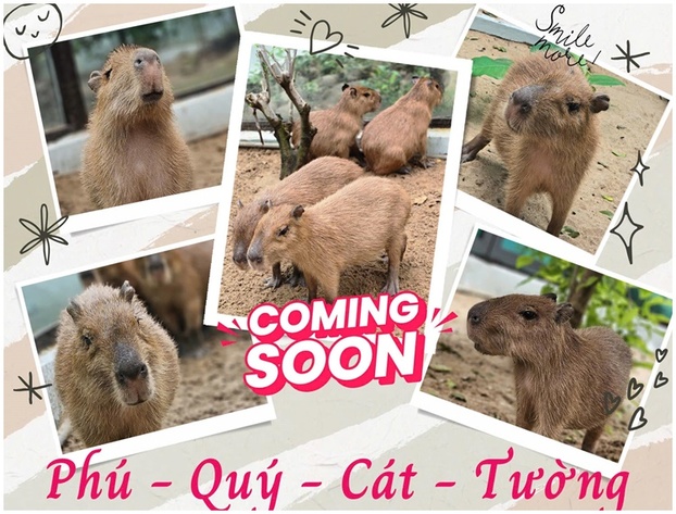 Gia đình capybara sẽ ra mắt vào lúc 8h30 sáng ngày 03/01/2025.