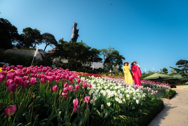 Hơn 115.000 gốc hoa tulip sẽ nở rộ trên núi Bà Tết này. Ảnh: Sun World Ba Den Mountain