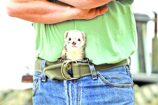 Trò chơi bỏ chồn vào trong quần (Ferret Legging)