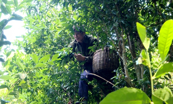 Chè Vân có từ hàng trăm năm nay, được các bậc quan lại, quý tộc, những người nho nhã rất ưa chuộng.