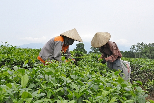 Điểm độc đáo là chè Vân phát triển hoàn toàn tự nhiên chính vì vậy không những có hương vị đặc biệt mà còn có chất lượng rất cao.