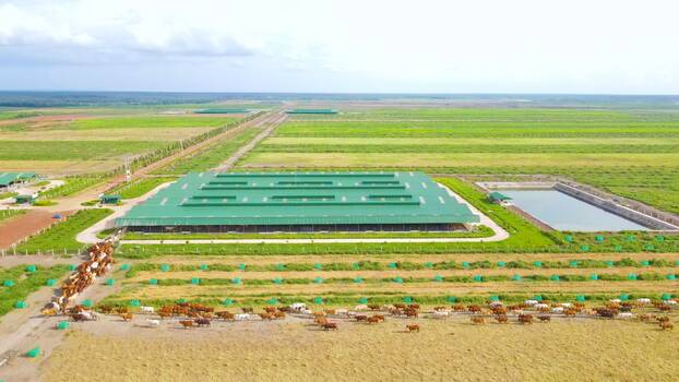 THACO AGRI đạt được nhiều kết quả ấn tượng trong việc thực hiện chiến lược chăn nuôi bò