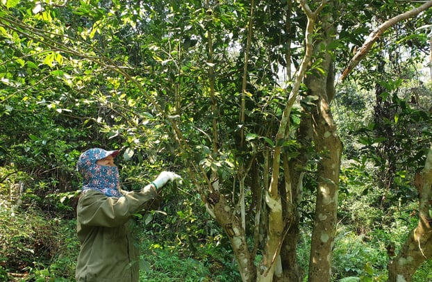 Người dân thu hái chè  (Ảnh: Nguyễn Trang)