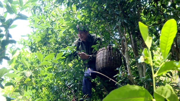 Người dân Bản Sen thu hái chè (Ảnh: Nguyễn Trang) 