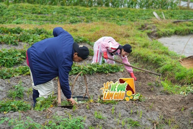 MC Quyền Linh và Thu Hà Ceri trong thử thách đào khoai tại Quảng Ninh.