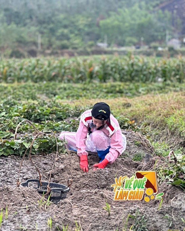 Thu Hà Ceri tích cực đào khoai.