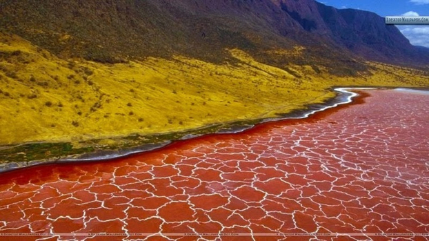 Natron là một hồ muối và có nồng độ kiềm cực cao. (Ảnh: Geologyin)