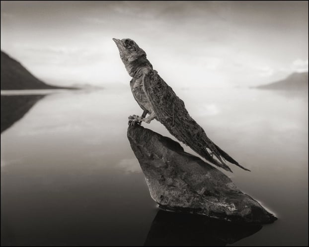 Bức hình con chim hóa đá trên hồ Natron do nhiếp ảnh gia Nick Brandt chụp. (Ảnh: Nick Brandt)