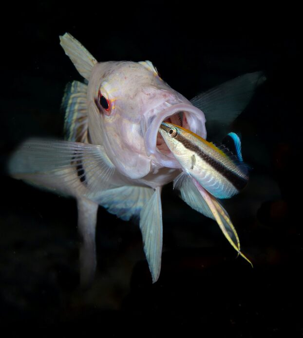 Một con cá lau chùi sọc xanh đang làm sạch miệng của cá goatfish. Ảnh: Wayne và Pam Osborn/iNaturalist, CC BY-NC