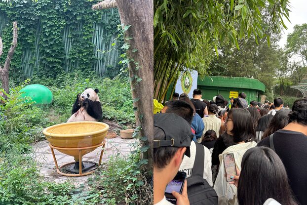 Sở thú Bắc Kinh là một trong những điểm đến thu hút đông đảo khách tham quan bậc ở thủ đô Bắc Kinh.