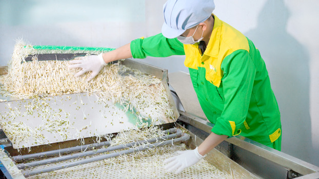 Quy trình sàng lọc đậu để chọn ra các hạt mầm đạt tiêu chuẩn.