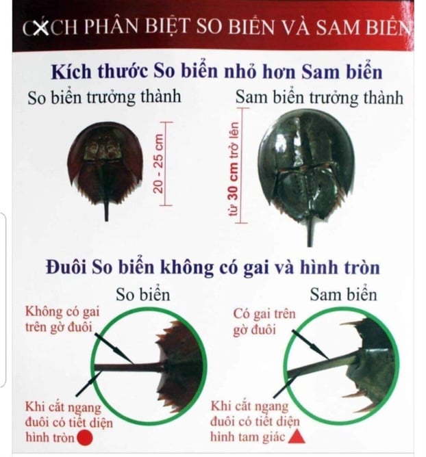 Cách phân biệt so biển và sam biển.