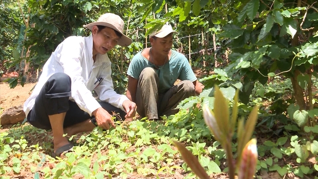 Tiềm năng của cây trồng lâm nghiệp rừng tự nhiên làm nguyên liệu cho ngành dược liệu