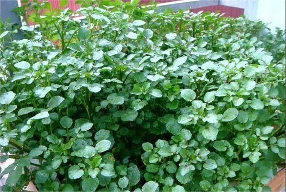 cay-cai-xoong