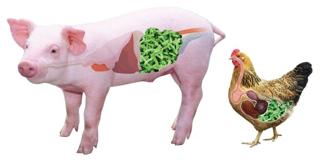 Probiotic là hướng đi sinh học giàu tiềm năng Ảnh: Bio