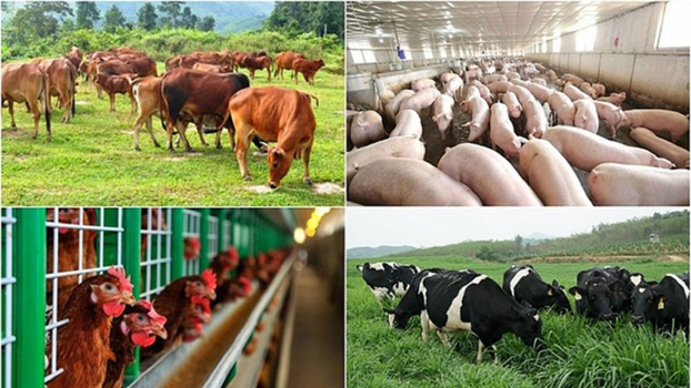 Ngành chăn nuôi Việt Nam đang phát triển mạnh mẽ cả về quy mô và sản lượng Ảnh: Báo Điện tử Chính phủ