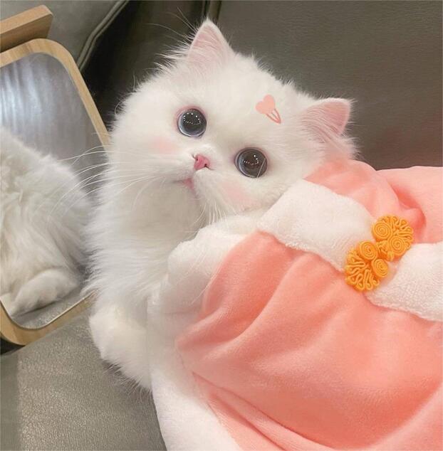 Nuôi thú cưng là niềm vui của nhiều người nhưng cũng tiềm ẩn nguy có lây bệnh nếu không nuôi dưỡng đúng cách - ảnh minh họa