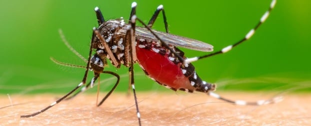 WHO cảnh báo nguy cơ bùng phát sốt Chikungunya trên diện rộng - ảnh: WHO