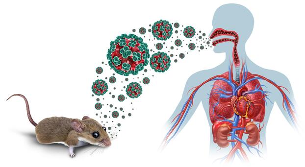 Virus Hanta thường lây lan qua phân khô của động vật gặm nhấm. Ảnh minh họa