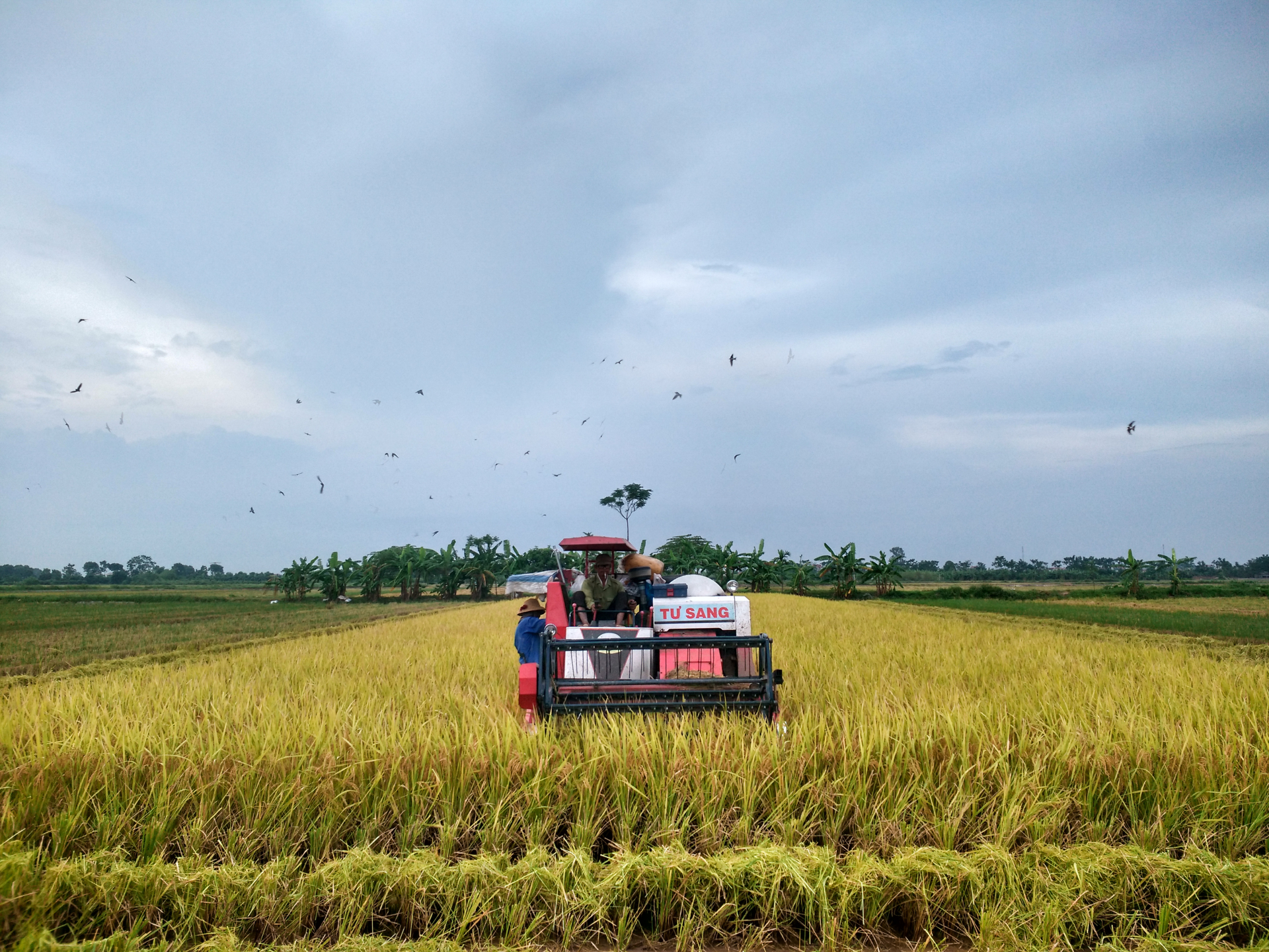 Vài năm trở lại đây, những chiếc máy gặt đã dần thay thế việc gặt tay của người nông dân. Tại xã Châu Giang (Duy Tiên, Hà Nam) có tới 70% diện tích lúa được gặt bằng máy.