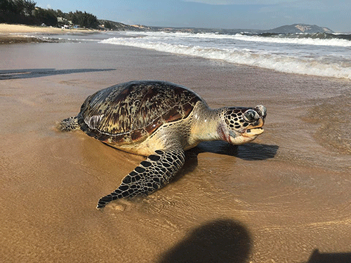 Rùa biển trong danh sách đỏ chết nghi do mắc bẫy khi vào bờ đẻ ở Bình Thuận 0