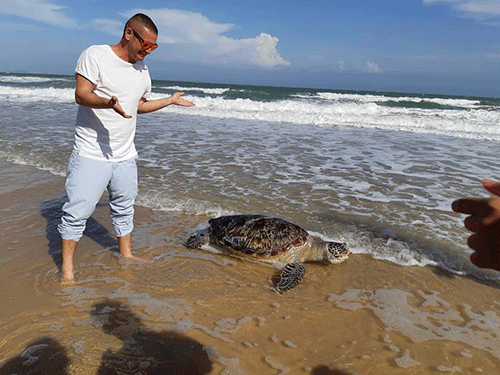 Rùa biển trong danh sách đỏ chết nghi do mắc bẫy khi vào bờ đẻ ở Bình Thuận 1