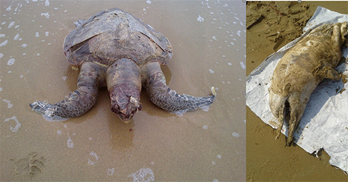   Hình ảnh rùa và một chú cá heo chết từng trôi dạt vào khu vực bờ biển này (Ảnh do một chủ resort cung cấp)  
