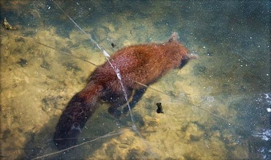     Con cáo bị đóng băng trong hồ nước. (Ảnh: Earth Porm)  