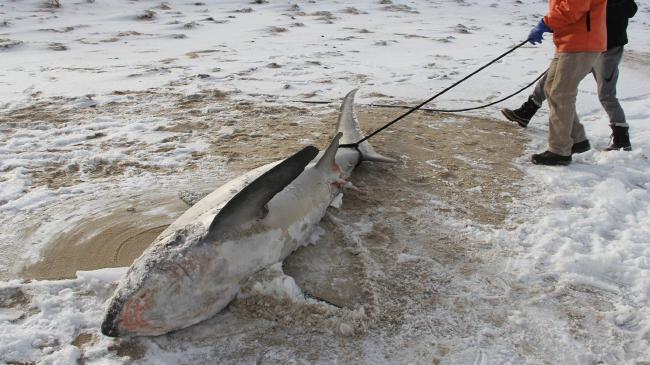     Cá mập chết cóng, trôi dạt vào bờ biển Cape Cod.    